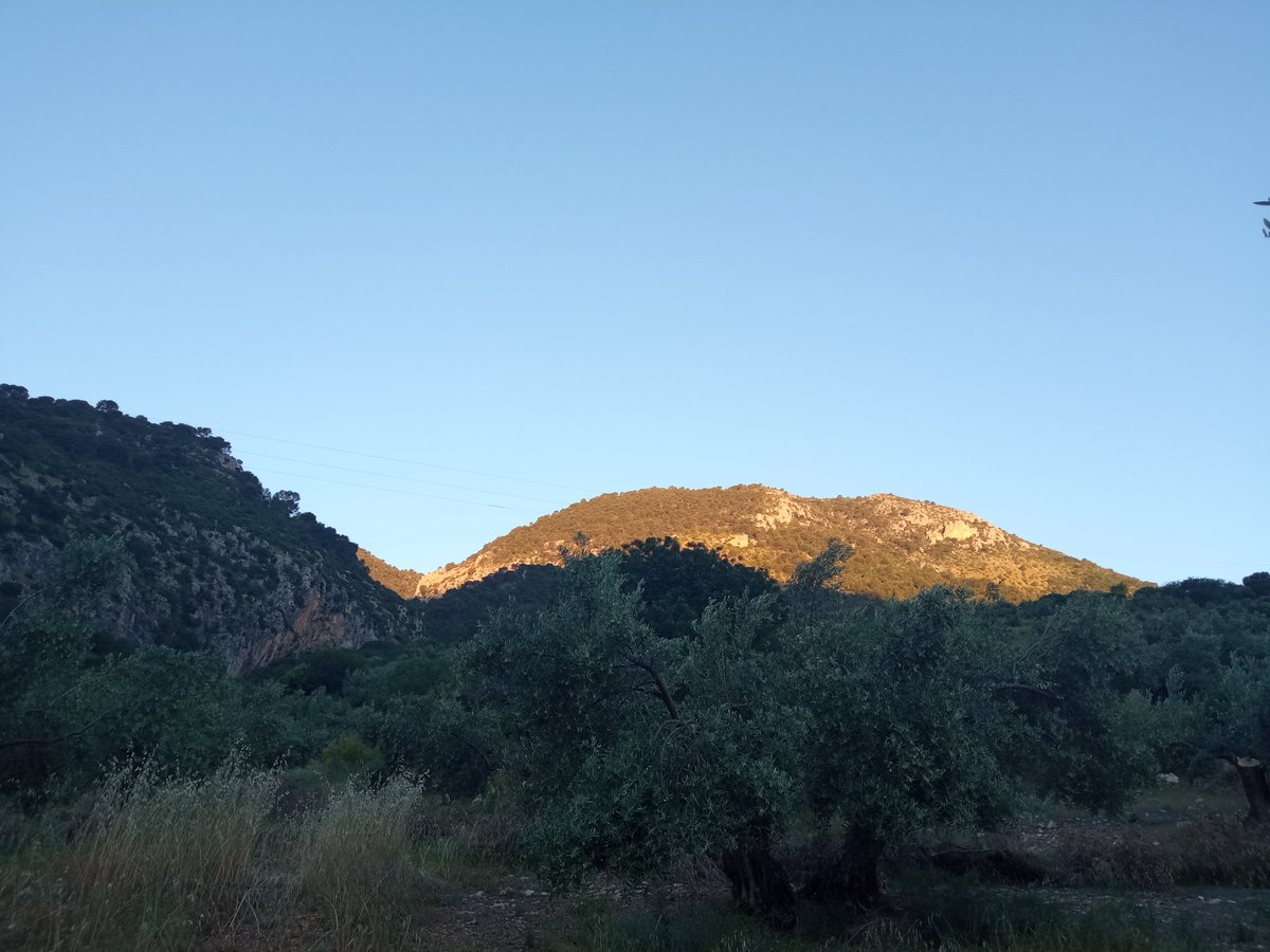 Así recibíamos los primeros rayos de sol en la finca está mañana. Cómo siempre la cima de la Matilla, la primera en despertar. 🌄🚜
#otiñar #haciendasantacristina #jaen #oleoturismo #olivartradicional #aove #pastoreo #amanecer #jovenesagricultores #mundorural