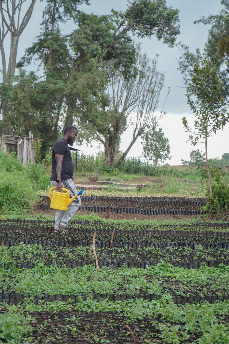 titus_kims's tweet image. The Nursery Dreams

If nursery trees could talk… they’d dream out loud.
“Place me in the soil. Let children grow with me. Let us both rise—rooted, strong, hopeful.”

 #IfTreesCouldTalk 
#climateguardians #worldwithouttrees