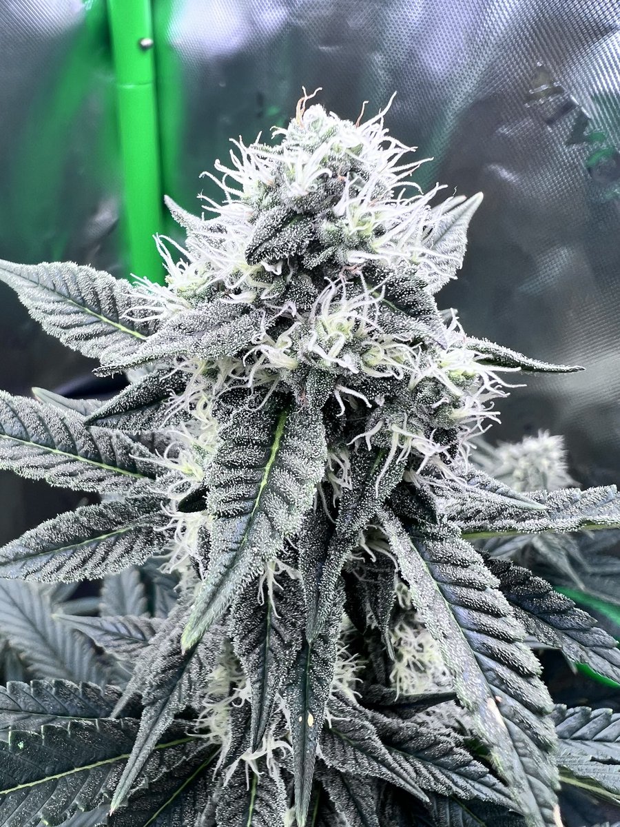 Day 52 of flower.