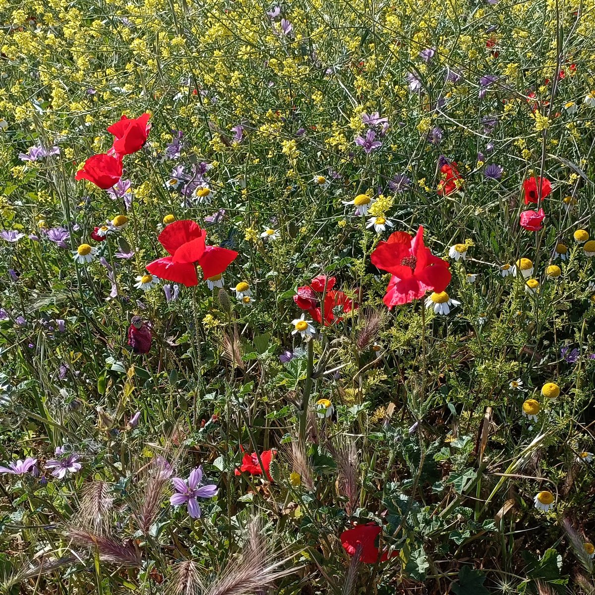 Cath Comley (@comleyc) on Twitter photo Just returned from a battlefield tour in Gallipoli expertly guided by <a href="/TrenchTrotter/">Tim Thurlow</a>. The wild flowers of the Gallipoli peninsula belie the fierce fighting which took place here in WW1. Just returned from a battlefield tour in Gallipoli expertly guided by <a href="/TrenchTrotter/">Tim Thurlow</a>. The wild flowers of the Gallipoli peninsula belie the fierce fighting which took place here in WW1.