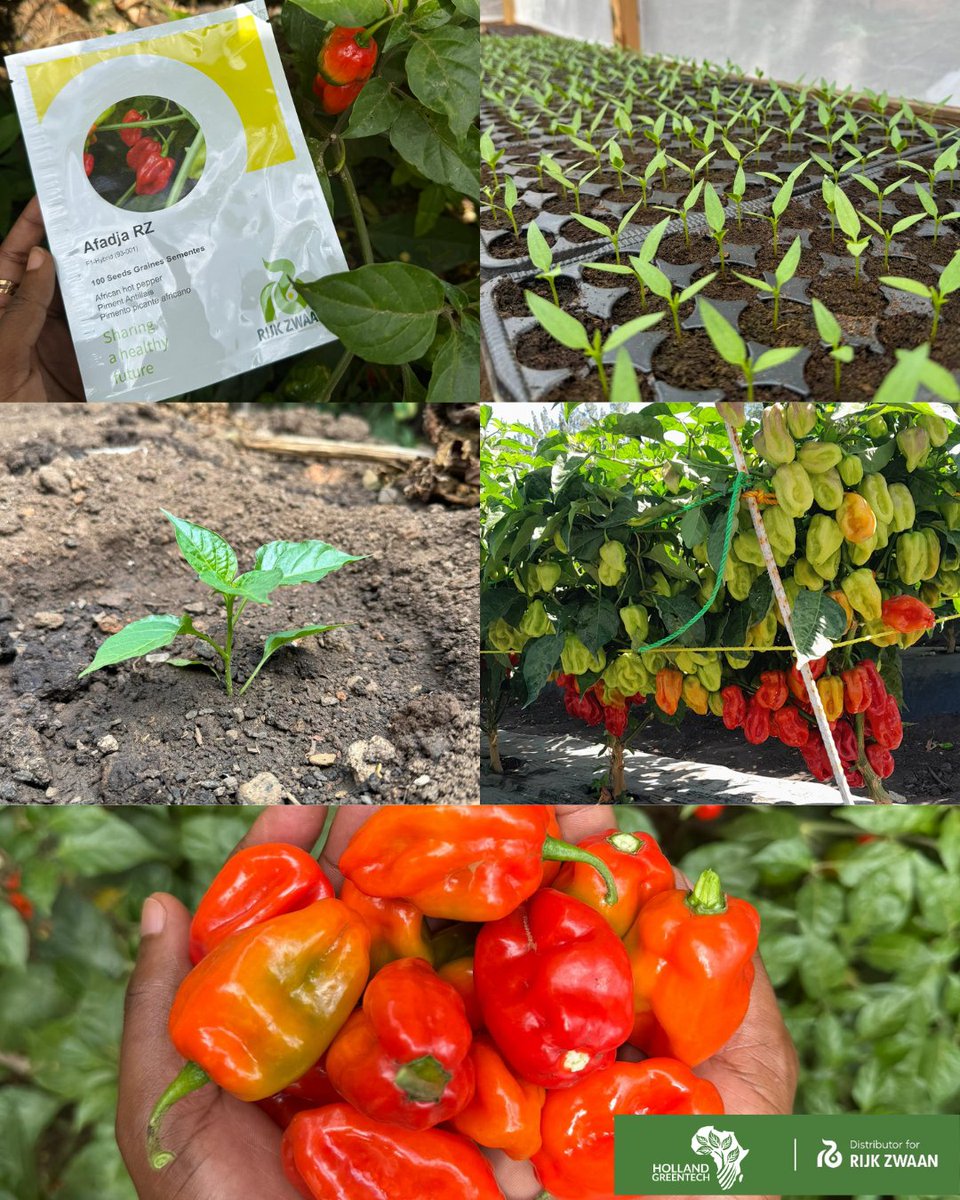 'From Seed to Success' 🌱

Afadja RZ delivers at every stage: strong germination, vigorous growth, and impressive yields potential.
Consistent quality from start to finish, the right seed makes all the difference
.
.
.
#hotpepper
#impressiveseeds
#afadjarzf1