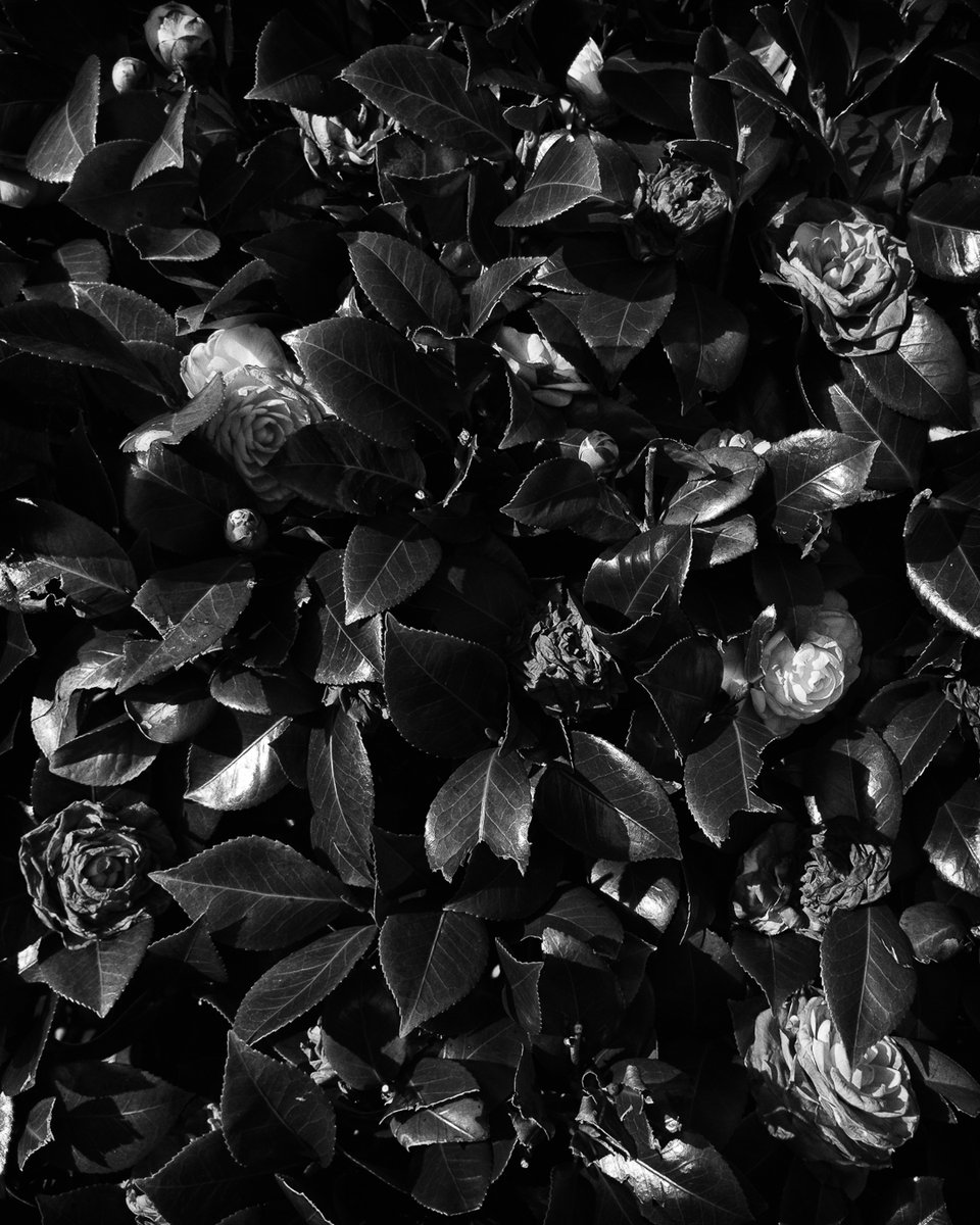 maopapa777's tweet photo. green #ショクブツ #ig_japan #StreetPhotography #monochrome #blackandwhite #白黒写真 #シロクロ #redminote11 #xiaomi #スマホ写真

これは上手く現像できたと思います。葉っぱの質感。 https://t.co/JKZOZntkFx
