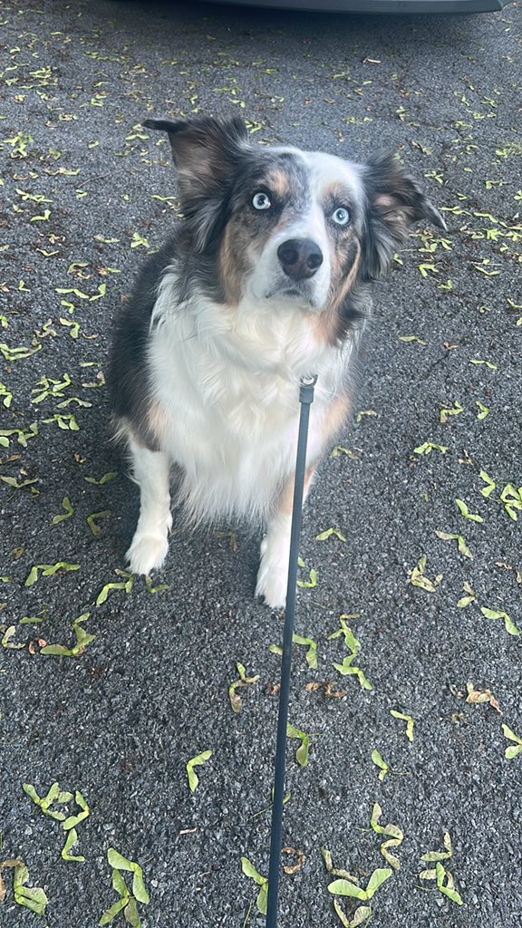 Another early morning with Karma 🦮