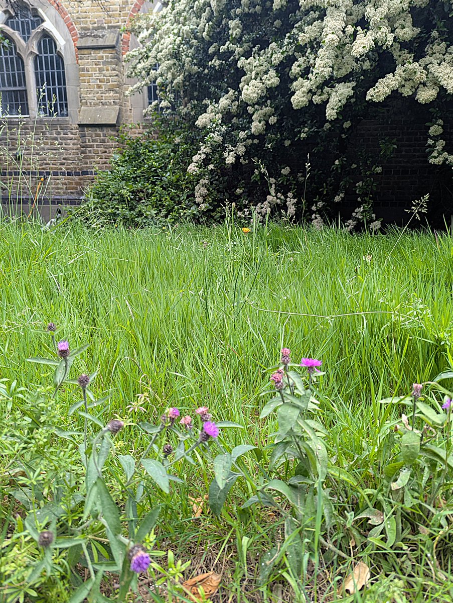 We're taking part in #NoMowMay again this year. We love being a Stepney Area #EcoChurch The local bees love it too! <a href="/StepneyLives/">StepneyLives</a> <a href="/dioceseoflondon/">London Diocese</a>