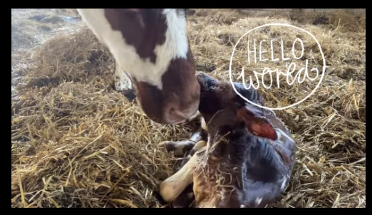 BabbinswoodCBS's tweet photo. What an amazing experience! We hold truly hybrid board meetings. Some directors meet up, several join online, and this week Casha was in the barn (with laptop) and we watched as a new-born calf shakily stood up and had her first taste of milk. A meeting I shall never forget! https://t.co/PpjlhklXrn