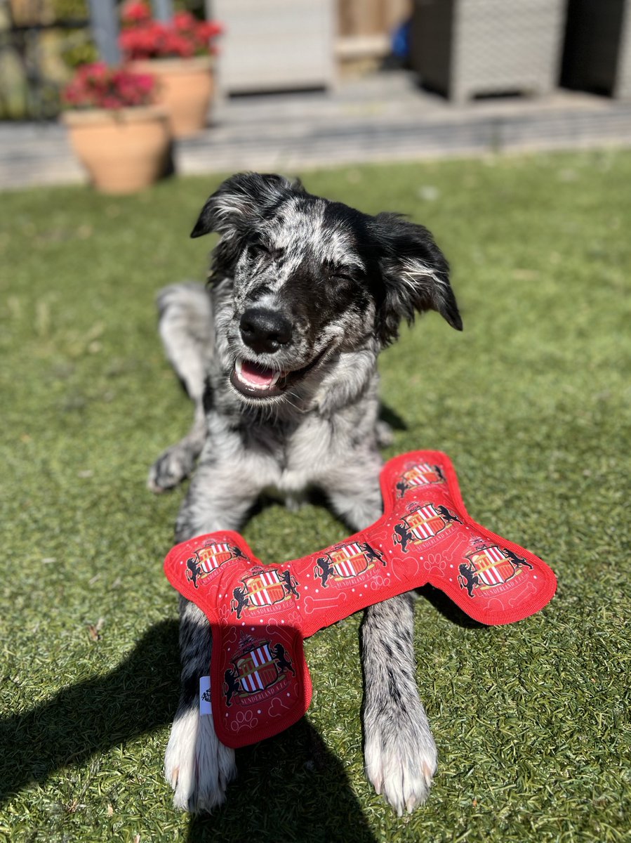 Still can’t quite believe Saturday’s game and how the playoffs unfolded - couldn’t have written it better. The limbs after the last goal went in after years of despair was beautiful, even Jesper joined in!

Sunderland back in the Premier League again. Divine intervention 🔴⚪️🔴⚪️