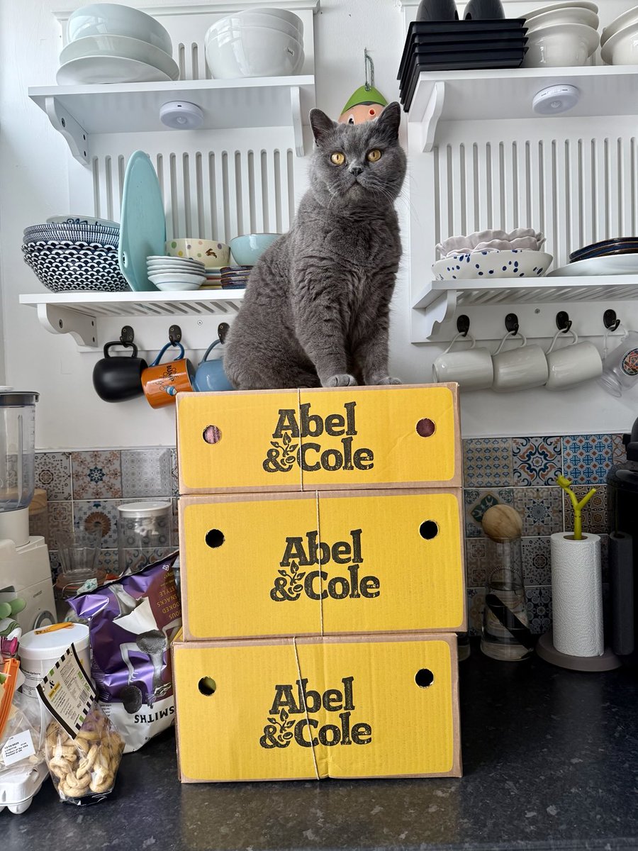 Reaching new heights climbing three boxes rather than my usual 2😹 Have a great start of the week Pals 😺♥️ #Cats