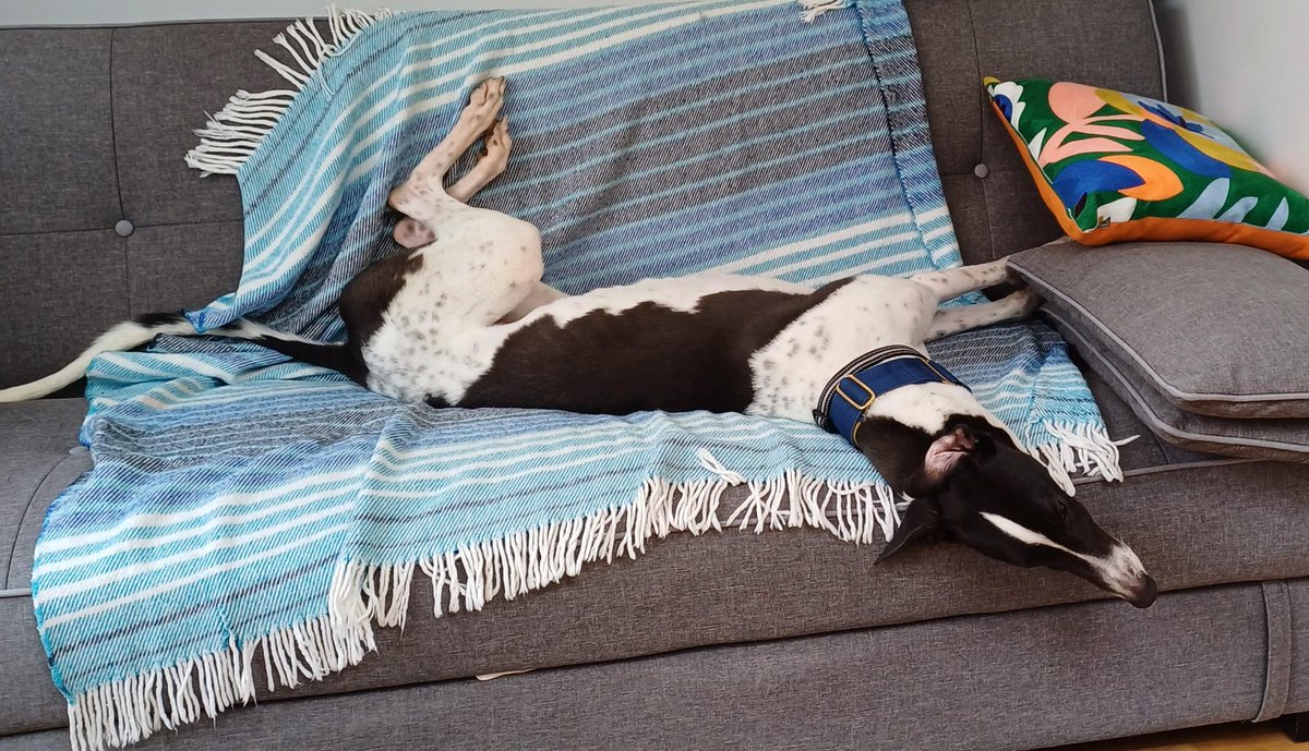 You might've seen Goose's Forever Home Friday recently, well the great news is that he's settling in well and loving his new life! Click on this link to read what his lovely family have to say foreverhoundstrust.org/happy-homing-s…↗
Way to go Goose! 🥰 #adoptdontshop