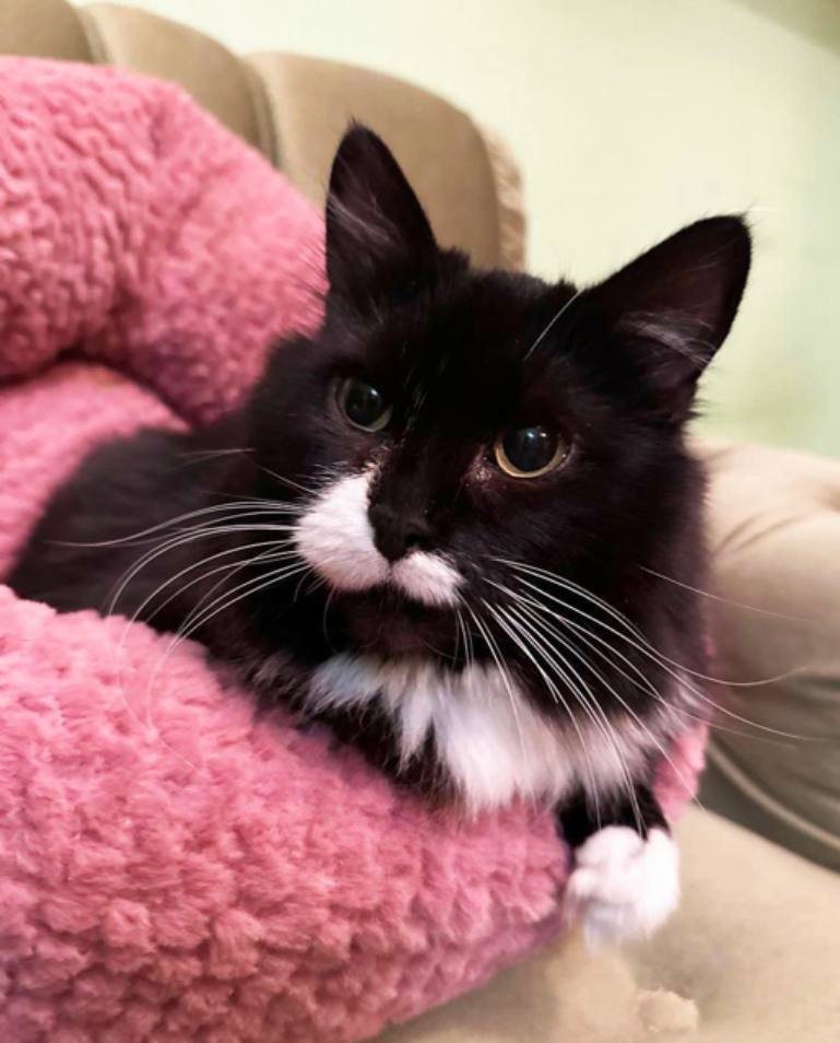 Москва
1095 дней одиночества… Матильда - кошка, которую  никто не замечает уже 3 года… 
Сидит одна в мини комнатушке, запертая… 
Чистая по анализам, ласковая… Черно-белое чудо с шикарной шубкой, которая пережила морозы на пустых дачах и одиночество, но очень хотела жить… 
⤵️