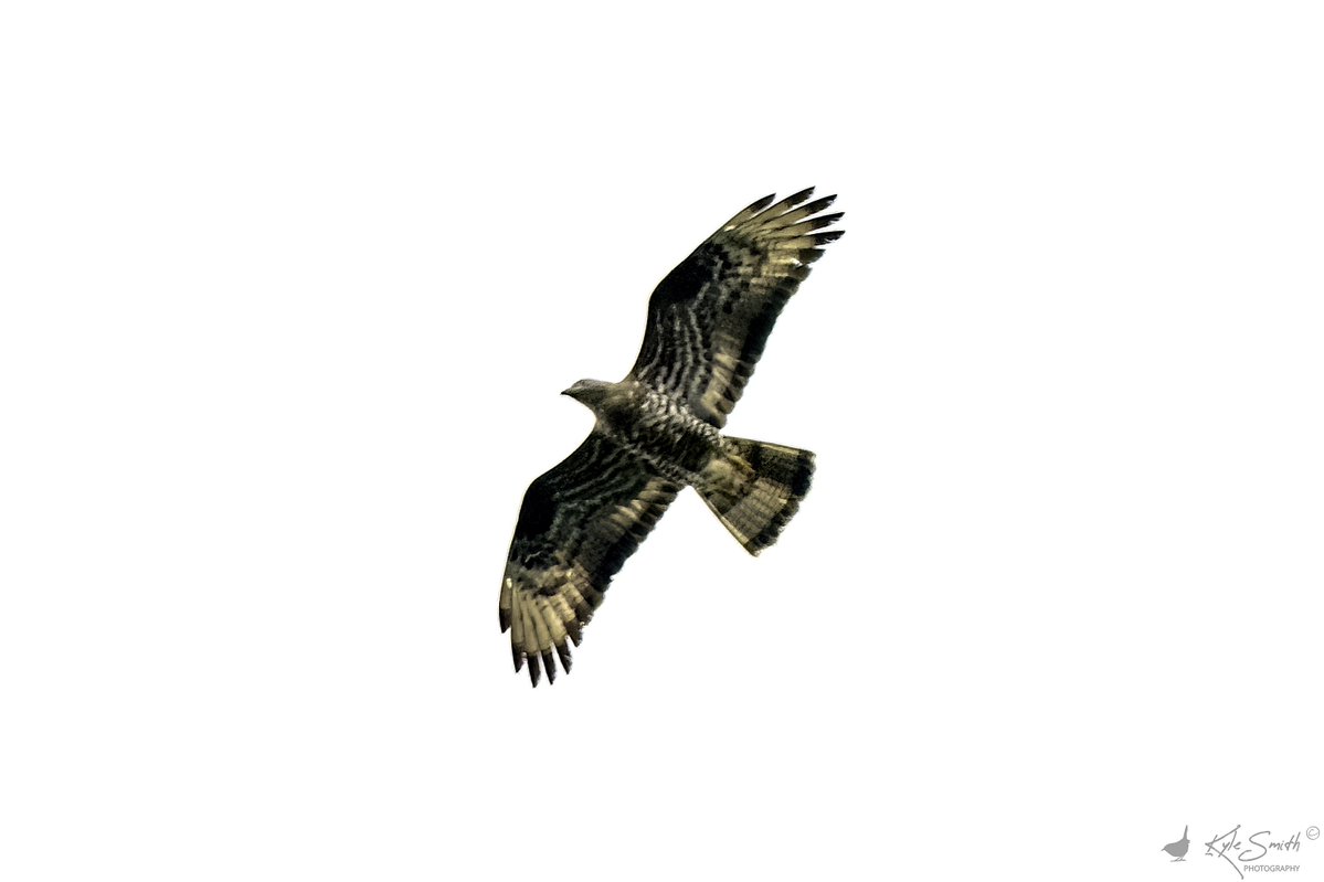 Kyle Smith 🏴 (@jkyles32) on Twitter photo First visit to Woolbeding for honey buzzards with <a href="/kev07713/">Kev heath</a>. Great to see <a href="/old_caley/">Old Caley</a> Anne and <a href="/GrahamJepson1/">Graham Jepson</a> there. Nice views of two birds that came closer but mostly against the sky so tricky to capture anything but record shots <a href="/BirdGuides/">BirdGuides</a> <a href="/_BTO/">BTO</a> <a href="/SussexBirding/">Sussex Birding</a> <a href="/Natures_Voice/">RSPB</a>. First visit to Woolbeding for honey buzzards with <a href="/kev07713/">Kev heath</a>. Great to see <a href="/old_caley/">Old Caley</a> Anne and <a href="/GrahamJepson1/">Graham Jepson</a> there. Nice views of two birds that came closer but mostly against the sky so tricky to capture anything but record shots <a href="/BirdGuides/">BirdGuides</a> <a href="/_BTO/">BTO</a> <a href="/SussexBirding/">Sussex Birding</a> <a href="/Natures_Voice/">RSPB</a>.