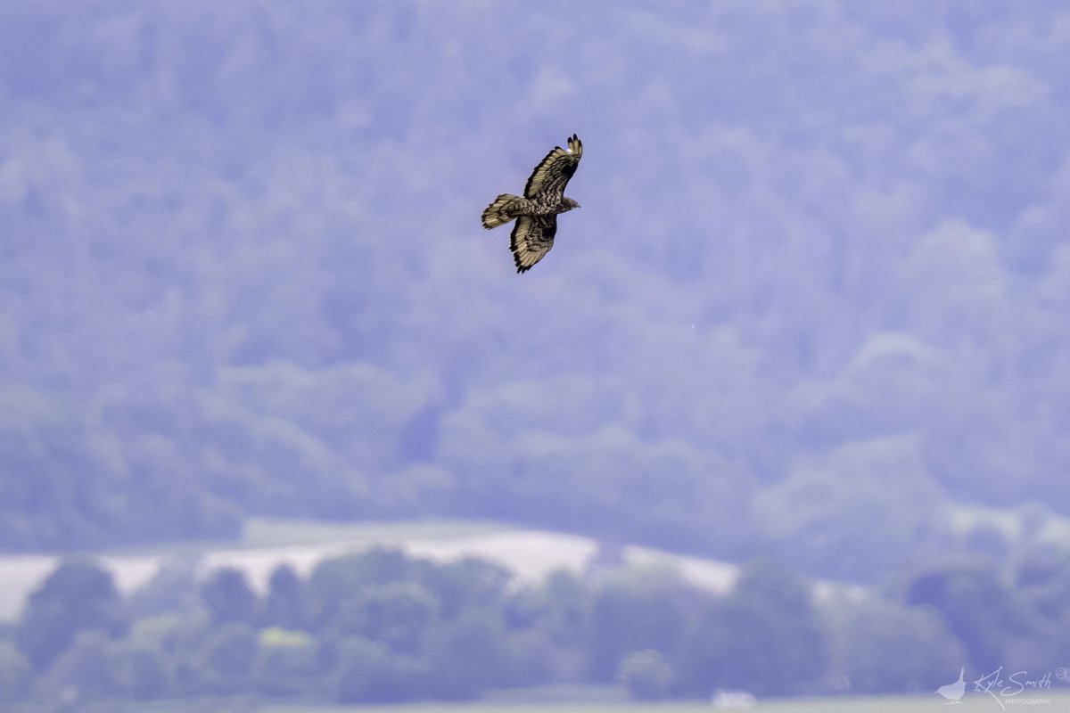 Kyle Smith 🏴 (@jkyles32) on Twitter photo First visit to Woolbeding for honey buzzards with <a href="/kev07713/">Kev heath</a>. Great to see <a href="/old_caley/">Old Caley</a> Anne and <a href="/GrahamJepson1/">Graham Jepson</a> there. Nice views of two birds that came closer but mostly against the sky so tricky to capture anything but record shots <a href="/BirdGuides/">BirdGuides</a> <a href="/_BTO/">BTO</a> <a href="/SussexBirding/">Sussex Birding</a> <a href="/Natures_Voice/">RSPB</a>. First visit to Woolbeding for honey buzzards with <a href="/kev07713/">Kev heath</a>. Great to see <a href="/old_caley/">Old Caley</a> Anne and <a href="/GrahamJepson1/">Graham Jepson</a> there. Nice views of two birds that came closer but mostly against the sky so tricky to capture anything but record shots <a href="/BirdGuides/">BirdGuides</a> <a href="/_BTO/">BTO</a> <a href="/SussexBirding/">Sussex Birding</a> <a href="/Natures_Voice/">RSPB</a>.