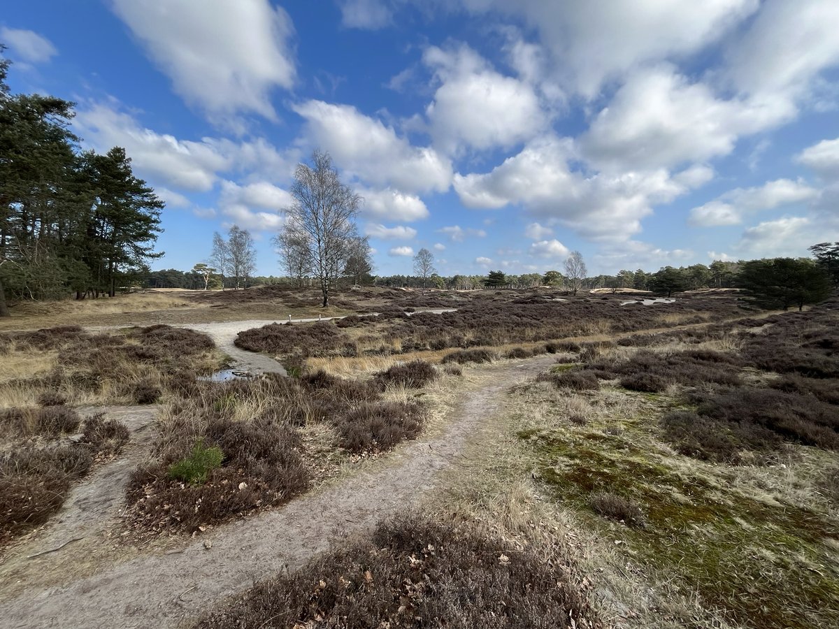 👀 Herken jij deze plek? Deze foto is genomen op de populairste NS-wandeling van het afgelopen jaar! Vooral de routes in het midden van het land waren favoriet. Benieuwd welke wandelingen in de top 5 staan? 🥾 Kom erachter 👉 wandelnet.nl/blogbericht/20…

📷 Ernst Koningsveld