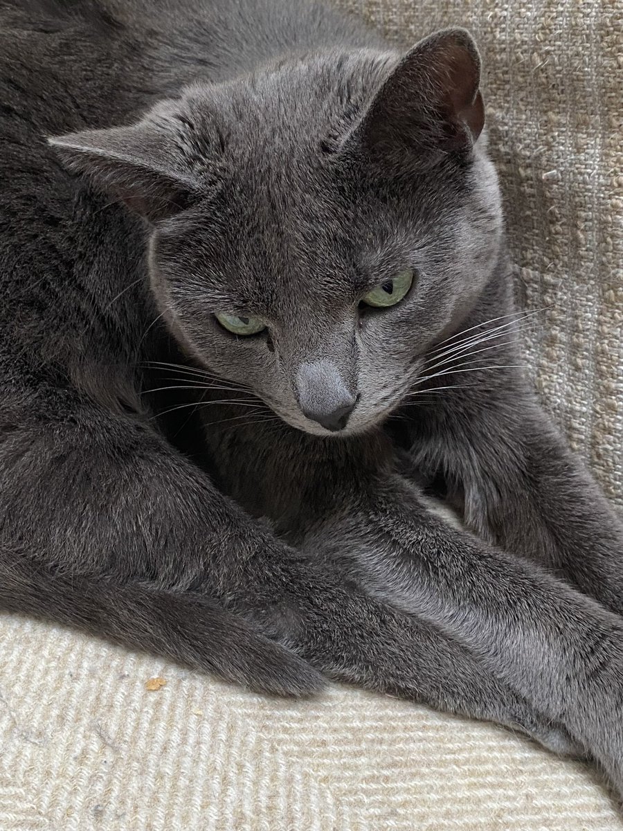 Susan Calman (@susancalman) on Twitter photo Susan's #CatOfTheDay is Hattie.
Thank you <a href="/suemonkman29/">Kitty, Cleo, Rosie, Hattie and Lily with Sue</a> for sharing this pic! Susan's #CatOfTheDay is Hattie.
Thank you <a href="/suemonkman29/">Kitty, Cleo, Rosie, Hattie and Lily with Sue</a> for sharing this pic!