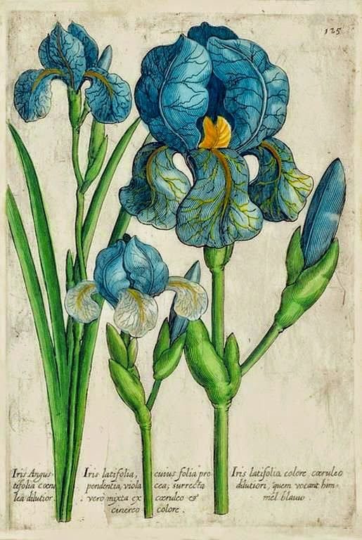Iris. 
Por la naturalista y artista botánica Elizabeth Blackwell (1739-1774).