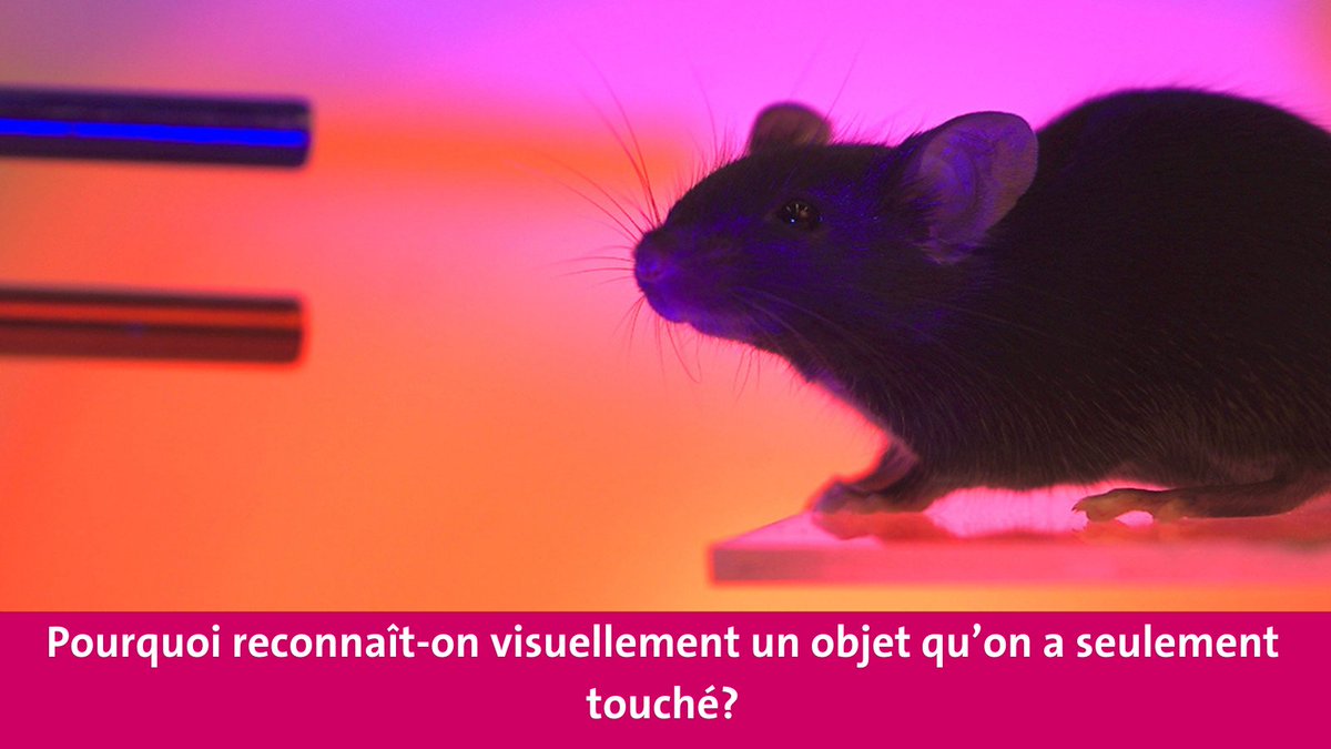 Pourquoi sommes-nous capables de reconnaître un objet par la vue👀après l’avoir seulement touché✋, et inversement?

Une équipe de l’UNIGE a découvert une zone cérébrale 🧠spécifique où se croisent les informations tactiles et visuelles, permettant ce transfert de
