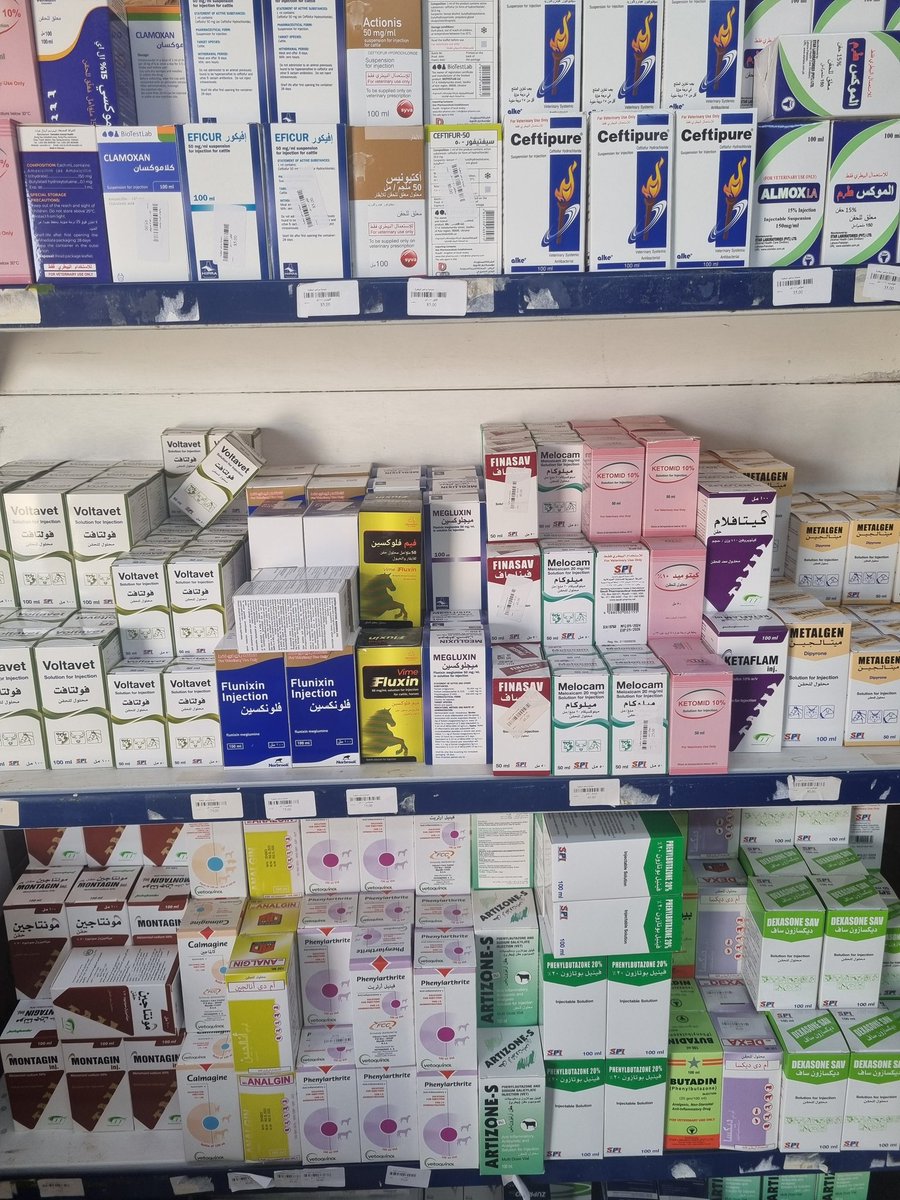 bytrah's tweet photo. #معلومة_بيطرية 
#بيطرة
1️⃣يطرح بعض الأطباء البيطريين والمربين سؤالًا مهما في هذه الفترة قرب عيد الأضحى ومع انتشار الخراج في الاضاحي:
هل يجب الالتزام بفترة الانسحاب من اللحم إذا تم حقن مضاد حيوي داخل خُراج أو على جرح؟
الإجابة: نعم، في أغلب الحالات. https://t.co/Cd1QpGpDaO