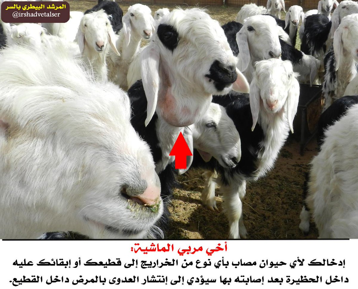 bytrah's tweet photo. مما يعني ان هذا أفضل وقت يتم فيه إعطاء الفيتامينات الرافعة للمناعة مثل AD3EC، وافضل شيء يعطى في الماء مع توفير بلك الاملاح
#أضحية_العيد 
#ذبايح 
#لحم https://t.co/u9O2dGxoBj