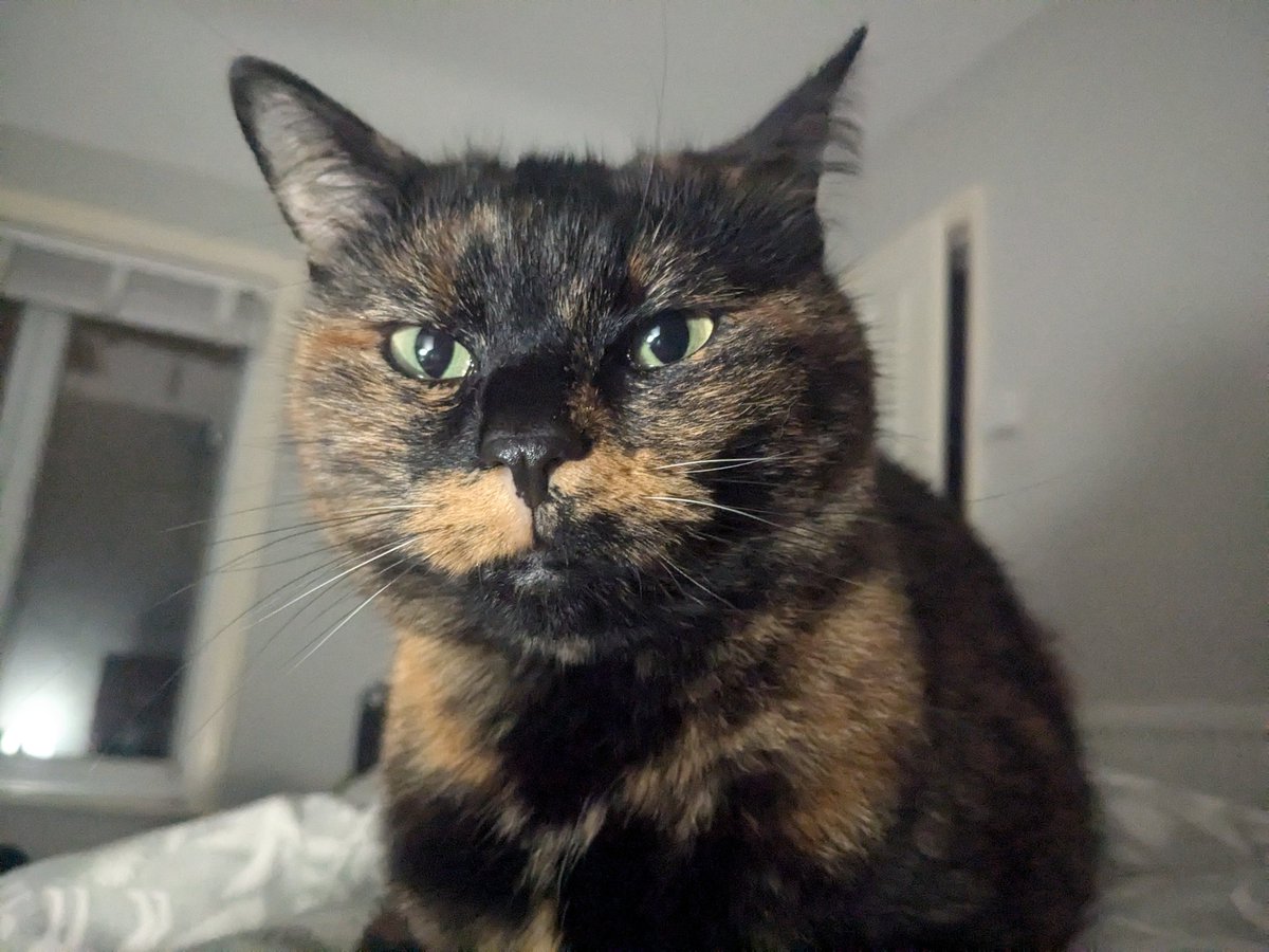 Susan Calman (@susancalman) on Twitter photo Susan's #CatOfTheday is Tilly.
Thank you <a href="/evilokapi/">Dr Andy Smith (@evilokapi.bsky.social)</a> for sharing this pic! Susan's #CatOfTheday is Tilly.
Thank you <a href="/evilokapi/">Dr Andy Smith (@evilokapi.bsky.social)</a> for sharing this pic!