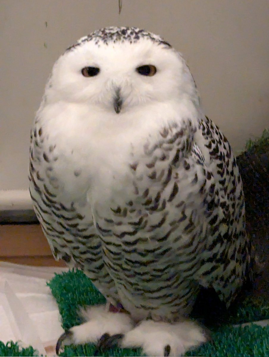  シロフクロウ　オウル　owl シロフクロウ - eBird