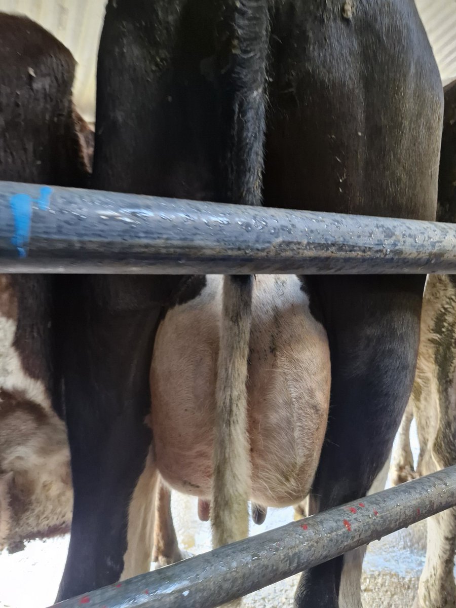 Unfortunately made a costly mistake the last 3 weeks. Decided to start drawing out the cows before milking, and passed on a sub clinical infection from one of my ladies to 4 other cows. The quote , " if it's not broken don't fix it comes to mind" , lesson learnt 🤦🤦🙂