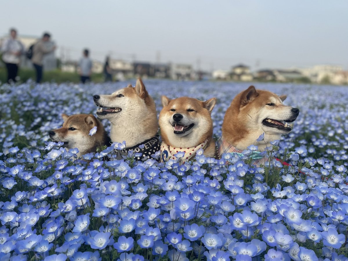 chachamarock's tweet image. ネモフィラ風呂💙

#柴犬