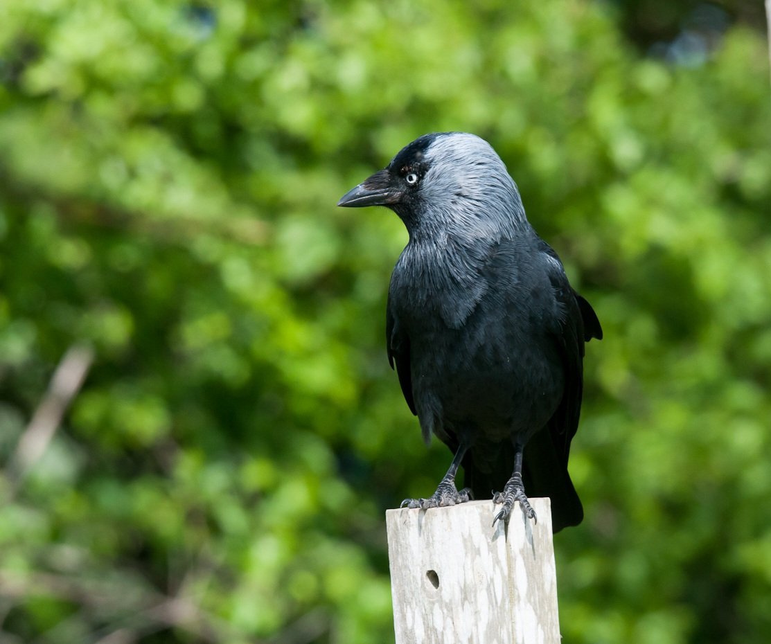 a handsome bird is the Jackdaw...