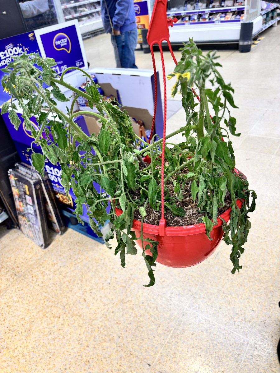 Nemesis 🇺🇦 (@esiotrot54) on Twitter photo #sainsburys worst customer service at Badger Farm—selling half dead tomato plants—duty manager Paul to offer price reduction—became abusive and when I tried to take his pic & report him to HQ he ejected me forcibly—complained to Sainsburys—still silence after 2 weeks <a href="/sainsburys/">Sainsbury's</a> #sainsburys worst customer service at Badger Farm—selling half dead tomato plants—duty manager Paul to offer price reduction—became abusive and when I tried to take his pic & report him to HQ he ejected me forcibly—complained to Sainsburys—still silence after 2 weeks <a href="/sainsburys/">Sainsbury's</a>