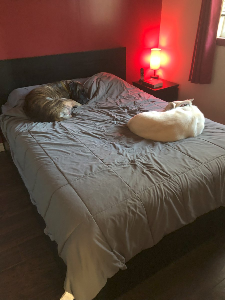 La grosse vie dure de mes chiens lorsque je part travailler...🐺🥰🐺