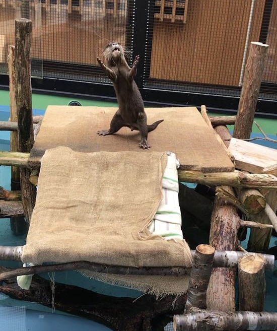 In_Otter_News2's tweet photo. Steve performs his own (unique) version of Macbeth.
Please remember, Steve is trying his best..... https://t.co/wvA7jR2bwg