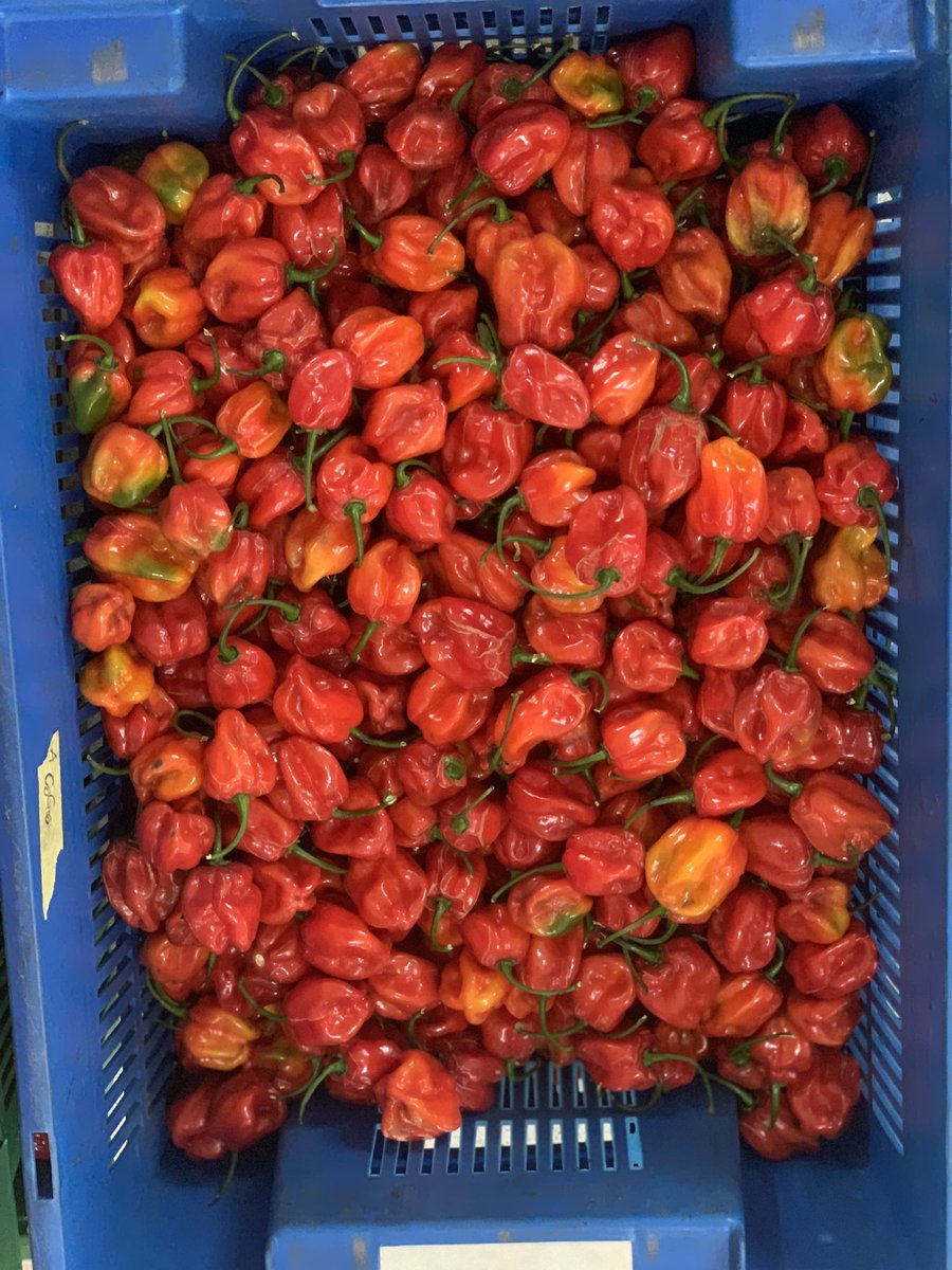 HayaturRahman01's tweet photo. Just harvested some produce of my farm today. 
Nothing beats the feeling😊

 #Harvest
#Vegifrutts https://t.co/r9jYlM2Pra