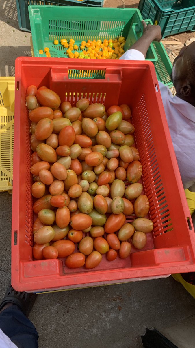HayaturRahman01's tweet photo. Just harvested some produce of my farm today. 
Nothing beats the feeling😊

 #Harvest
#Vegifrutts https://t.co/r9jYlM2Pra
