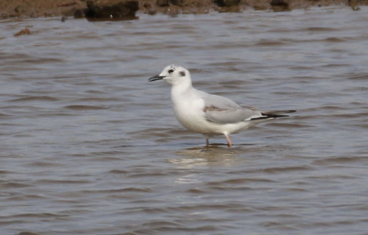 Reuben Veal (@reuben_veal1) on Twitter photo Fairly quiet bank holiday, but nice to catch up with my fourth Bonaparte’s Gull on my old patch in the last two years, seemingly commoner than Ring-billeds now <a href="/CBWPS1/">Cornwall Birds</a> Fairly quiet bank holiday, but nice to catch up with my fourth Bonaparte’s Gull on my old patch in the last two years, seemingly commoner than Ring-billeds now <a href="/CBWPS1/">Cornwall Birds</a>