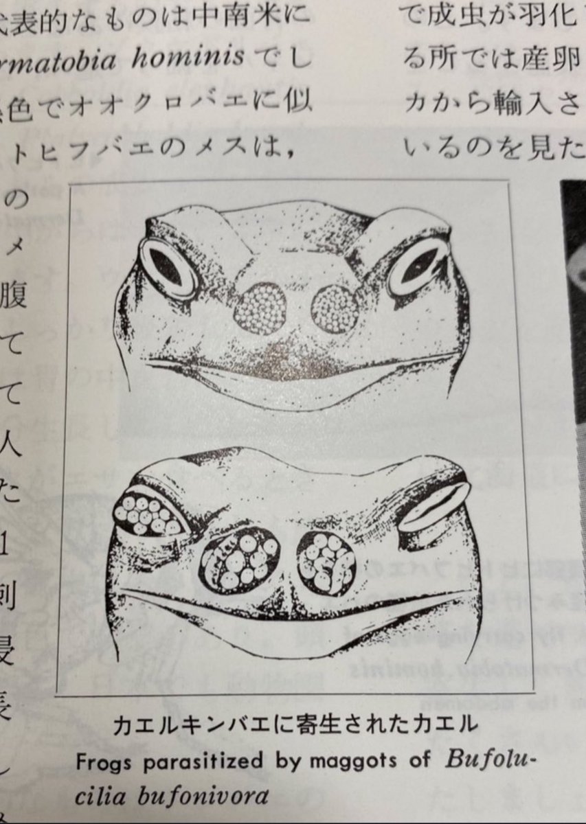 インセクタリゥムで見た衝撃的なイラストを思いました…