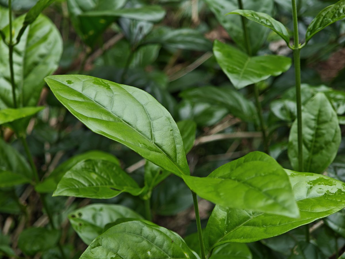 SujithDifferent's tweet photo. Let’s see your pictures of leaves 🍃 https://t.co/1SfrnGjyxh