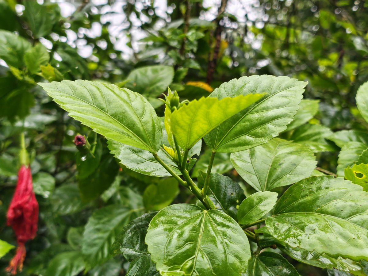 SujithDifferent's tweet photo. Let’s see your pictures of leaves 🍃 https://t.co/1SfrnGjyxh