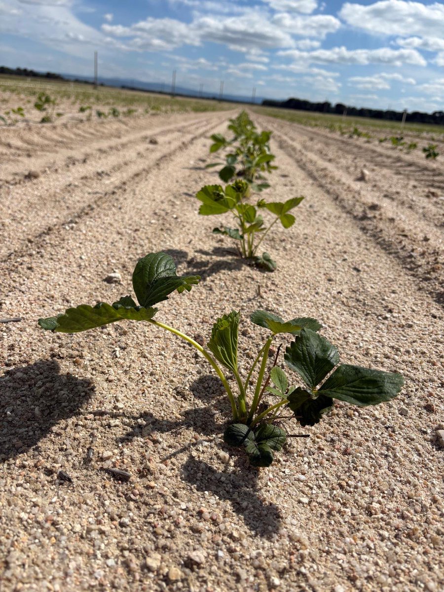 🌱🍓 En estos días hemos sembrado las primeras plantas de fresa en nuestros viveros en Á𝐯𝐢𝐥𝐚, donde, bajo la supervisión de nuestros técnicos, disfrutarán de los cuidados y las condiciones climatológicas idóneas para garantizar la mejor calidad y sabor de nuestras fresas 😋.