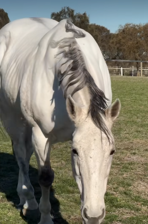 TheProfitsComAu's tweet image. Saw a reel from RV of Chautauqua at Living Legends, still amazed how white the coat has gone as he has aged!
