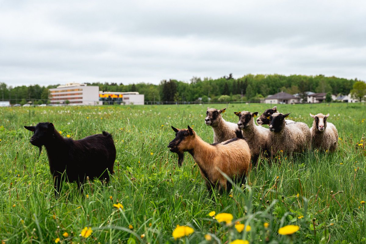 Täna hommikul jõudsid Viljandi maantee ja Physicumi–Chemicumi vahel asuvale Maarjaväljale Gotlandi tõugu lambad ja kitsed, kes aitava seda ala hooldada just nii, nagu seda selles piirkonnas ajalooliselt tehti. 🐑
Foto: Hendrik Kuusk