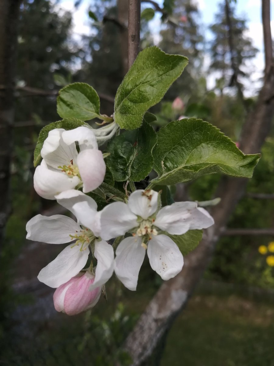 Omenapuu kukki. 🥰