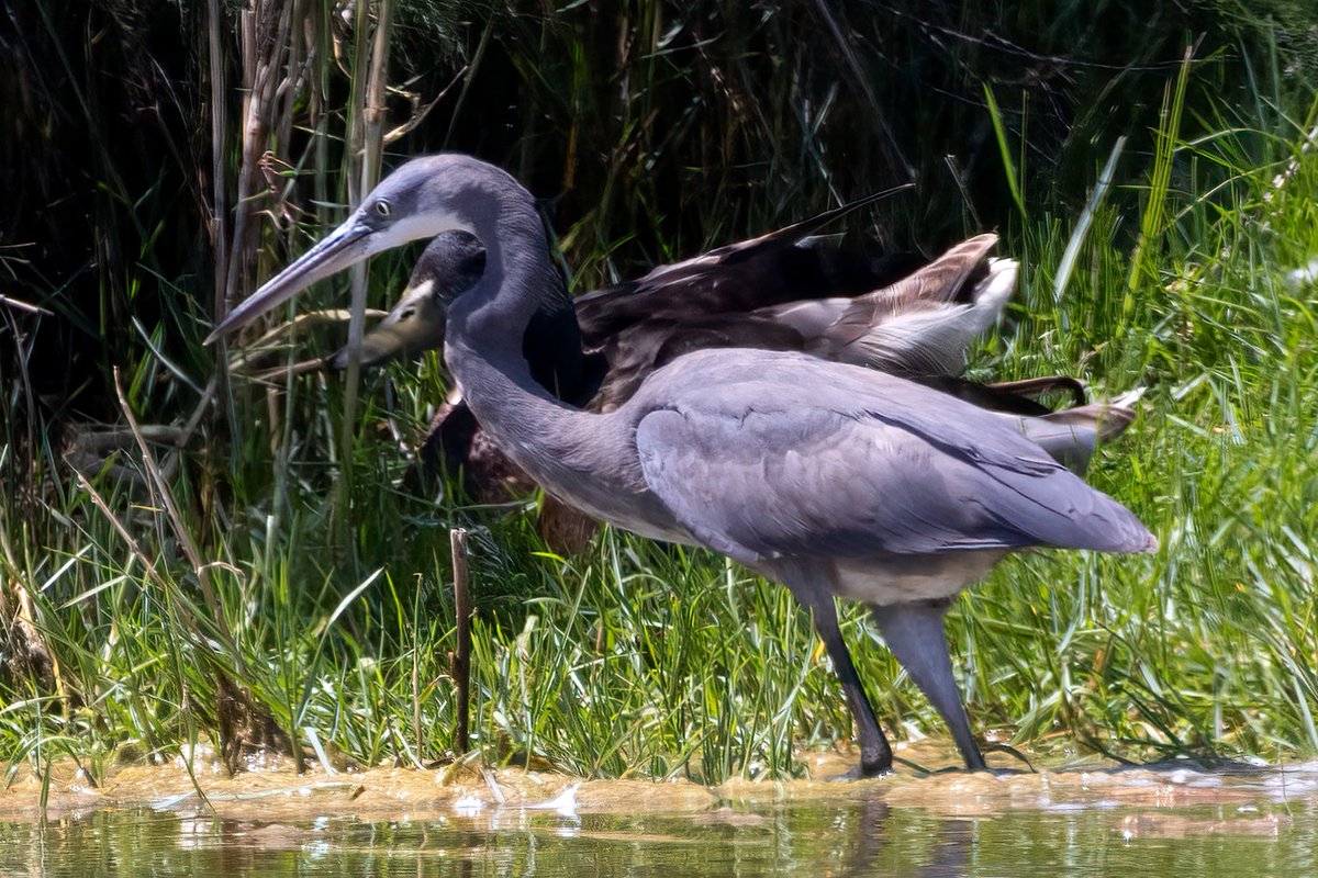 Garceta Dimorfa, Egretta gularis, Dimorphic egret
Delta del Llobregat, Cataluña, Spain.

instagram.com/delfingonfer/
facebook.com/profile.php?id…

#garcetadimorfa
#egrettagularis
#dimorphicegret
#avesdeespaña
#garcetas
#pajaros
#garzas
#canonr5
#canonrf100500mm
#birding
#birds
#birdlife