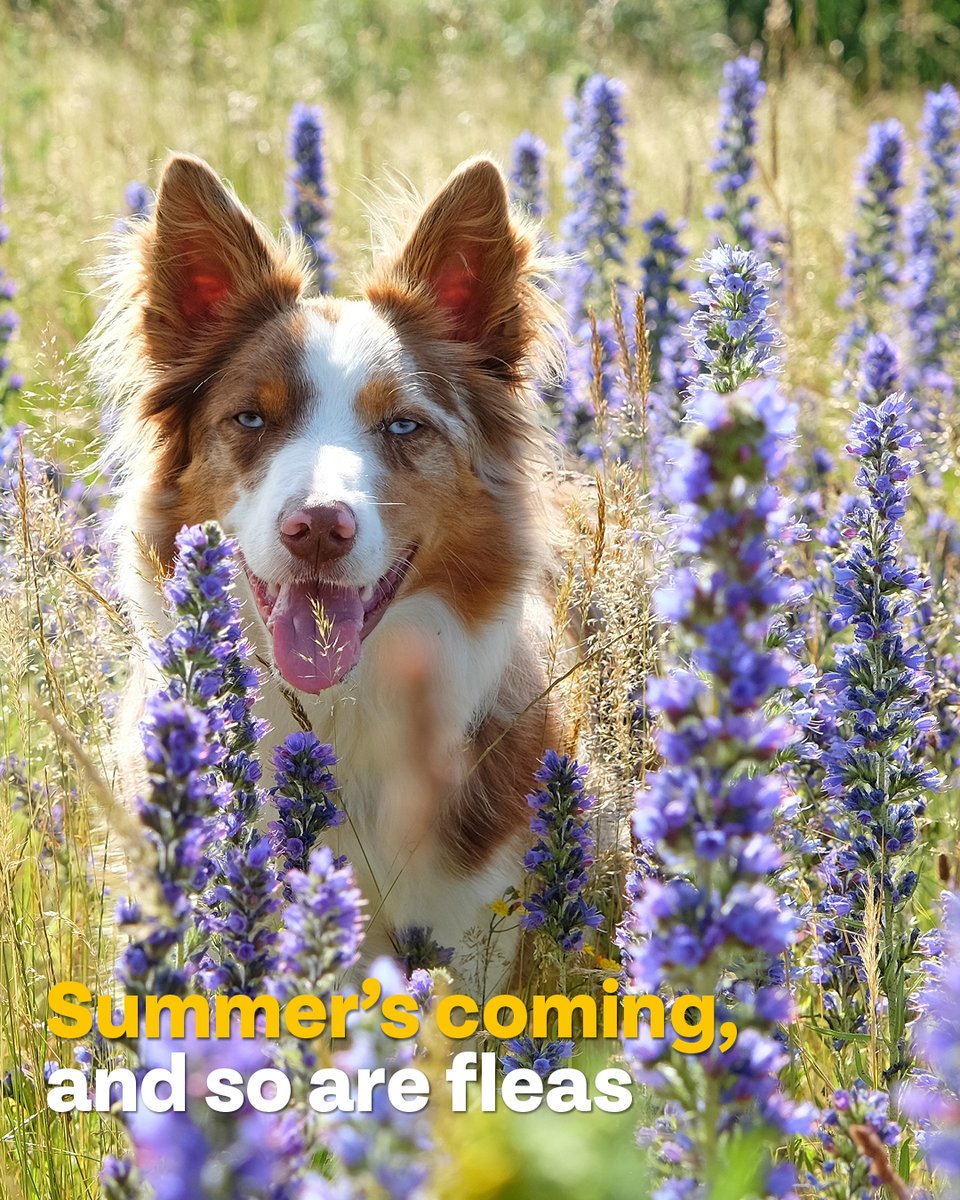 Fleas and ticks thrive in warm climates, making them most active during spring and summer. However, stay vigilant—they can bite year-round.