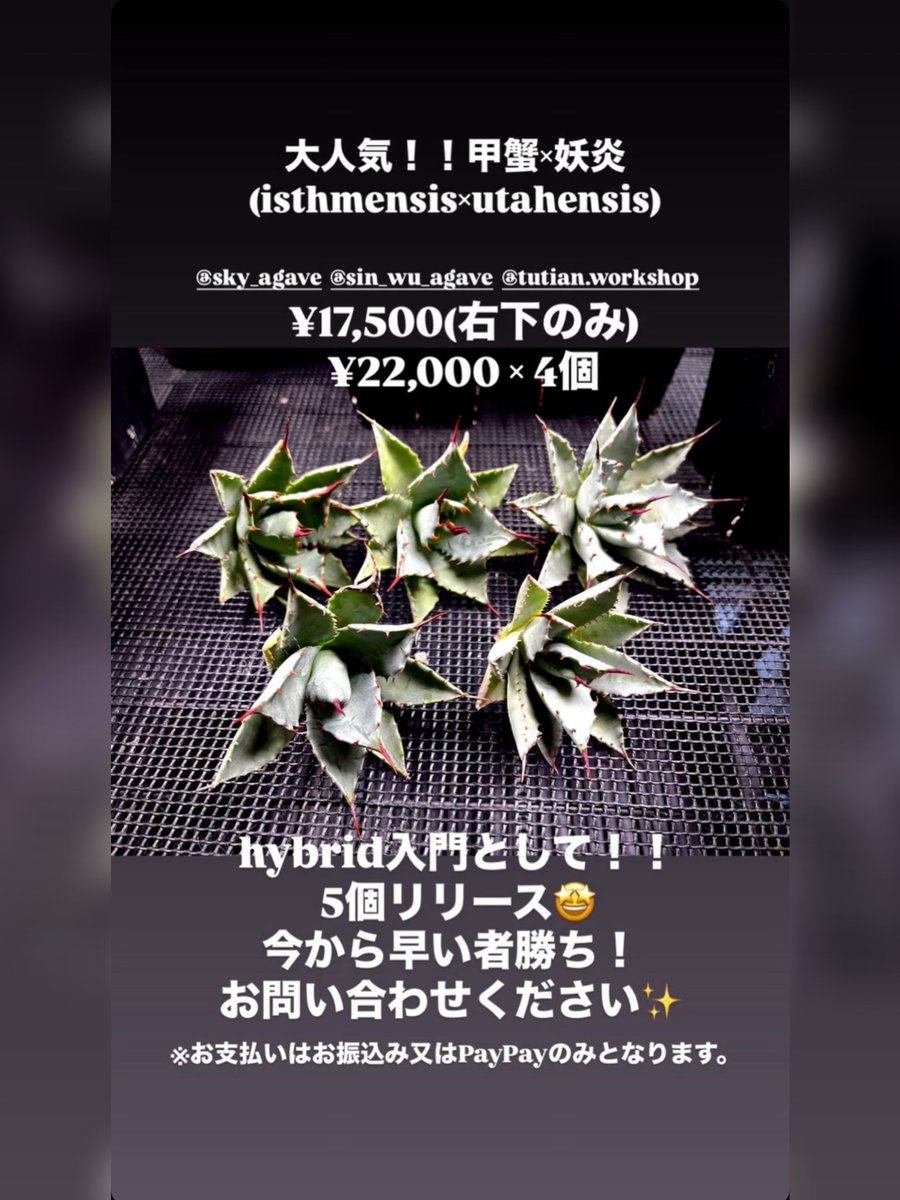 よろしくお願いします✨✨ 早い者勝ちです✨