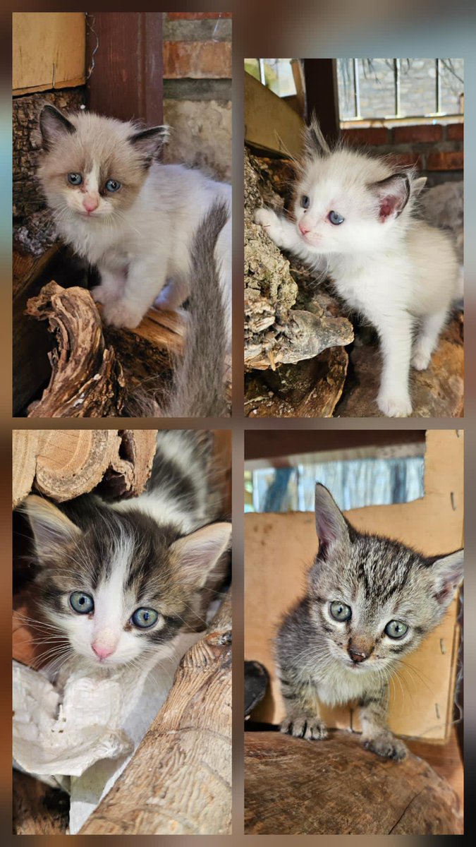 #Acollida #urgent zona #Vallfogona del riu Corb
 Aquests bebès estan sols. En una segona residència.  Uns veïna ajudarà a donar de menjar però estan sols! Contacte ☎️ 611 70 73 68
Son sociables. Tenen un mes i mig. #XarxaCatalunyaAdopcions