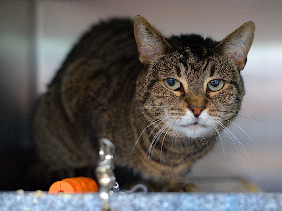 Nathalie Ⓥ 𓃟 #Pigoneer tweet media