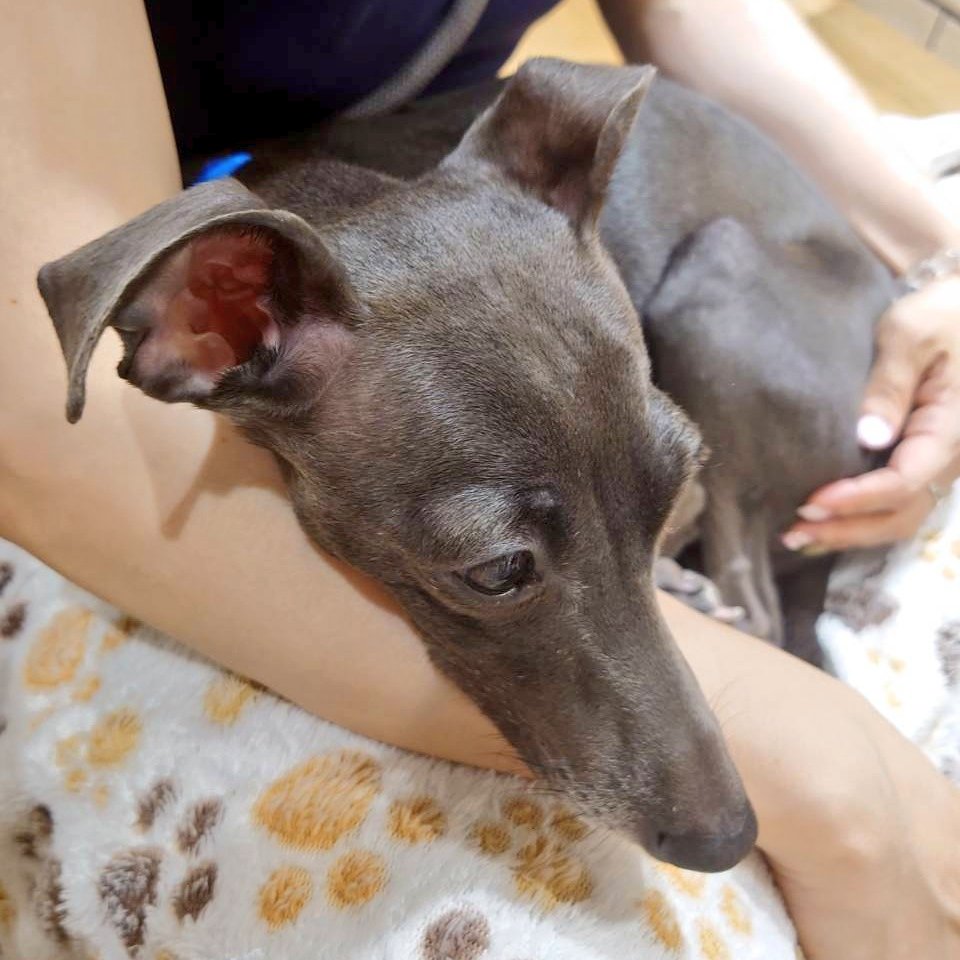 ペットロスに悩んで数年⋯たまには癒やされにわんちゃんへ会いに行きます🫶

It's been a few years since I lost my dog and it's just not been viable to get a new one. Luckily in Japan, dog cafes are a thing. 🙏
This one kept cuddling with me...I think I'm just warm. www