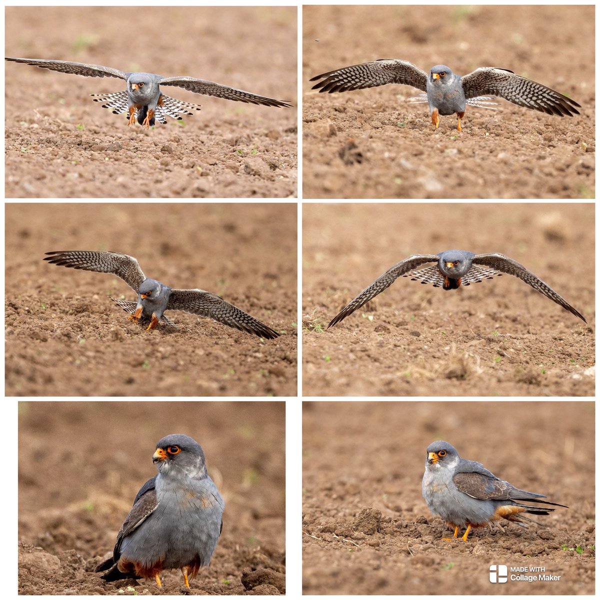 Steve Rogers tweet media