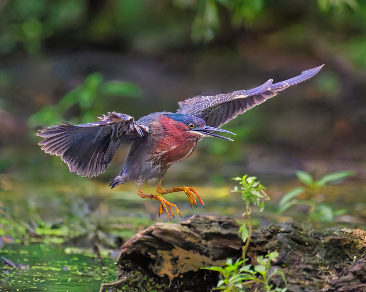 Ruben Giron (@rubengi02391602) on Twitter photo Green Heron - These dark blue-green, red and black colored herons can be difficult to spot. They are the 2nd smallest heron in the world and are about the size of a crow (about 16 - 18" long). Taken at the Pool in Central Park. #birdcpp <a href="/BirdCentralPark/">Manhattan Bird Alert</a> Green Heron - These dark blue-green, red and black colored herons can be difficult to spot. They are the 2nd smallest heron in the world and are about the size of a crow (about 16 - 18" long). Taken at the Pool in Central Park. #birdcpp <a href="/BirdCentralPark/">Manhattan Bird Alert</a>