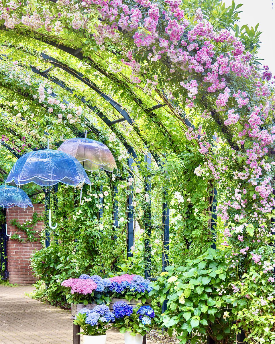 水彩原画バラクライングリッシュガーデン光と影➁ひかりあふれて… 水彩原画バラクライングリッシュガーデン光と影➁ひかりあふれて