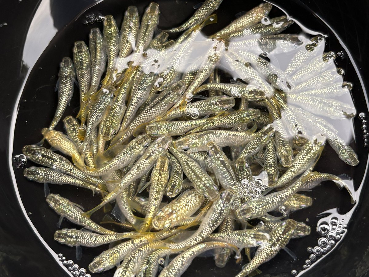 プレゼント企画🎁

スーパーラメ改　5ペアを1名様にプレゼント🎁

応募方法→このポストをリポスト&amp;このポストにコメント

締め切り5/31

送料と梱包代金等は全て当方が負担させていただきますのでお気軽にご応募ください🙇‍♀️