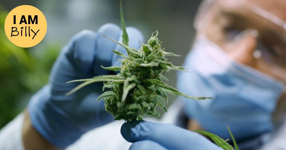 TRACDuk's tweet photo. HUGE NEWS: NIH Study on Medical Cannabis Substitution Effect

• 76.7% reduced opioid use
• 71.8% reduced anti-anxiety meds
• 66.7% reduced migraine meds
• 65.2% reduced sleep meds
• 42% reduced alcohol
• 37.6% reduced antidepressants

Opioid reduction was significantly higher than for other substances. Overall, most patients reported using fewer opioids, anxiety, migraine, and sleep meds after starting medical cannabis, with smaller reductions in alcohol and antidepressants.
Link in comments👇
